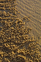 Sand balls made by Sand Bubbler Crab (Scopimera inflata) North Stradbroke Island off Queensland coast, Australia