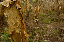 Paper-bark tea tree (Melaleuca quinquenervia) North Stradbroke Island off Queensland coast, Australia