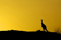 Eastern Grey Kangaroo (Macropus giganteus) silhouette on coal mine site, Australia, 2006