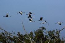 Brolga cranes (Grus rubicunda) flying, Queensland, Australia