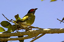 Figbird (Sphecotheres viridis) Sydney, New South Wales, Australia