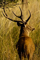 Sambar deer (Cervus unicolor) male, Ranthambhore National Park. Rajasthan. India