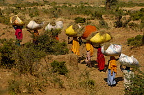 Village women carrying dried sticks home for fire wood. Near Ranthambhore, Rajasthan, India, October 2006