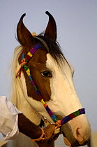 Kathiawari horse with inward-turned ears that meet at the tips, Pushkar camel and livestock fair, Pushkar, Rajasthan, India