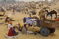 Pushkar camel and livestock fair, which takes place in the Hindu month of Kartik (October / November) ten days after Diwali (Festival of Lights). Pushkar, Rajasthan, India, October 2006