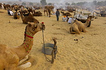 Camels at the Pushkar camel and livestock fair, which takes place in the Hindu month of Kartik (October / November) ten days after Diwali (Festival of Lights). Pushkar, Rajasthan, India, October 2006