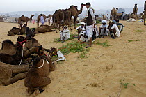 Camels at the Pushkar camel and livestock fair, which takes place in the Hindu month of Kartik (October / November) ten days after Diwali (Festival of Lights). Pushkar, Rajasthan, India, October 2006