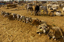 Cattle section at the Pushkar camel and livestock fair, which takes place in the Hindu month of Kartik (October / November) ten days after Diwali (Festival of Lights). Pushkar, Rajasthan, India, Octob...