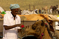 Man decorating camel at the Pushkar camel and livestock fair, which takes place in the Hindu month of Kartik (October / November) ten days after Diwali (Festival of Lights). Pushkar, Rajasthan, India,...
