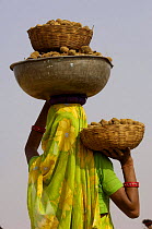 Woman collecting dung to be dried and used for cooking fires. Pushkar camel and livestock fair, Pushkar, Rajasthan, India, October 2006