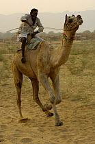 Racing camel with rider at Pushkar camel and livestock fair, Pushkar, Rajasthan, India, October 2006