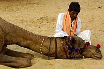 Rajasthani pastoralist decorating his camel for the  Pushkar camel and livestock fair, Pushkar, Rajasthan, India, October 2006