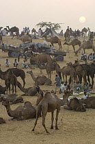 Camels at the Pushkar camel and livestock fair, Pushkar, Rajasthan, India, October 2006