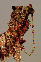 Decorated camel owned by Ashok Shivani Tak who is a keen collector of fine camel trappings, old saddles and textiles. Pushkar camel and livestock fair, Pushkar, Rajasthan, India, October 2006