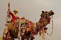 Decorated camel owned by Ashok Shivani Tak who is a keen collector of fine camel trappings, old saddles and textiles. Pushkar camel and livestock fair, Pushkar, Rajasthan, India, October 2006
