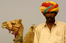 Camels and rajasthani man at Pushkar camel and livestock fair, Pushkar, Rajasthan, India, October 2006