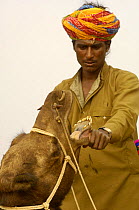 Rajusthani pastoralist checking the teeth of a camel that he wished to purchase at the Pushkar camel and livestock fair, Pushkar, Rajasthan, India, October 2006