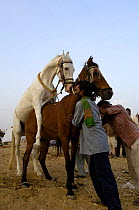 Kathiawari horse breeding at the Pushkar camel and livestock fair, Pushkar, Rajasthan, India, October 2006. The white Kathiawari stallions can command high stud fees, they have the alert inward-turned...