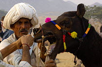 Rajasthani pastoralist changing a nose ring in a camel at the Pushkar camel and livestock fair, Pushkar, Rajasthan, India, October 2006