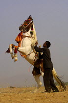 Kathiawari horse with alert inward-turned ears which meet at the tips, performing at the Pushkar camel and livestock fair, Pushkar, Rajasthan, India, October 2006