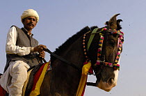 Man riding Kathiawari horse with alert inward-turned ears which meet at the tips, the Pushkar camel and livestock fair, Pushkar, Rajasthan, India, October 2006