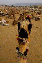 Decorated camel at the Pushkar camel and livestock fair, Pushkar, Rajasthan, India, October 2006
