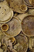 Disposable plates made from leaves for use at a wedding ceremoney. Pushkar, Rajasthan, India, 2006