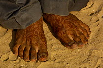 Rajasthani bridegroom's feet painted with henna, Pushkar, Rajasthan, India, 2006
