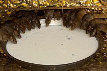 Black rats feeding on milk at the hindu Karni Mata Temple, Deshnoke, Rajasthan, India 2006