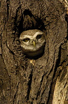 Spotted Owlet (Athene brama) at nest hole, Bharatpur National Park / Keoladeo Ghana Sanctuary. Rajasthan, India