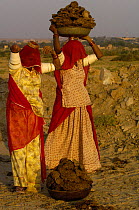 Woman collecting cow dung to be dried and used for cooking fuel, nr Jaiselmer, Rajasthan, India 2006