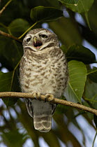 Spotted Owlet (Athene brama) yawning / calling,  Bharatpur National Park / Keoladeo Ghana Sanctuary. Rajasthan, India