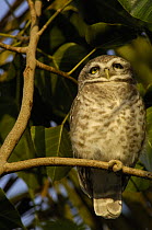 Spotted Owlet (Athene brama) Bharatpur National Park / Keoladeo Ghana Sanctuary. Rajasthan. India