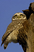 Spotted Owlet (Athene brama) Bharatpur National Park / Keoladeo Ghana Sanctuary. Rajasthan, India