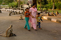 Tourists walk through a troop of Southern plains grey / Hanuman langur {Semnopithecus dussumieri} Mandore, nr Jodhpur. Rajasthan. India 2006
