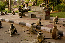 Troop of Southern plains grey / Hanuman langur {Semnopithecus dussumieri}, Mandore, nr Jodhpur. Rajasthan. India 2006. Pete Oxford sitting on bench.