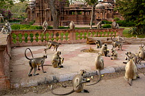 Troop of Southern plains grey / Hanuman langur {Semnopithecus dussumieri} feeding near the temple, Mandore, nr Jodhpur. Rajasthan. India 2006