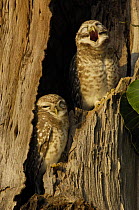 Spotted Owlets (Athene brama) yawning, Bharatpur National Park / Keoladeo Ghana Sanctuary. Rajasthan, India