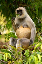 Southern plains grey / Hanuman langur {Semnopithecus dussumieri} female in tree, Mandore, nr Jodhpur. Rajasthan. India 2006
