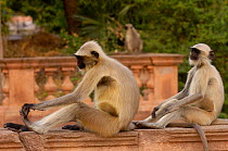 Southern plains grey / Hanuman langur {Semnopithecus dussumieri} sitting, holding toe, Mandore, nr Jodhpur. Rajasthan. India 2006
