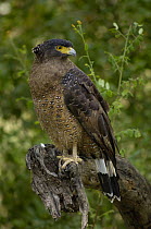 Crested Serpent Eagle (Spilornis cheela) Bharatpur / Keoladeo Ghana Sanctuary. Rajasthan. India
