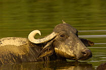 Domestic waterbuffalo {Bubalus arnee bubalis} bathing. Bharatpur village. Rajasthan. India