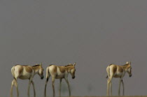 Asiatic Wild Ass / Kuhr (Equus hemionus khur) in mirage and heat haze, Rann of Kutch, Gujarat, SW India. Endangered