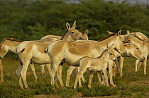 Asiatic Wild Ass / Kuhr (Equus hemionus khur) herd adults with foal, Rann of Kutch, Gujarat, SW India. Endangered