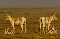Asiatic Wild Ass / Kuhr (Equus hemionus khur) adults with foals, Rann of Kutch, Gujarat, SW India. Endangered