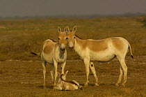 Asiatic Wild Ass / Kuhr (Equus hemionus khur) adults with foal, Rann of Kutch, Gujarat, SW India. Endangered