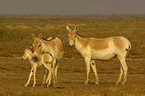 Asiatic Wild Ass / Kuhr (Equus hemionus khur) adults with foal learning to stand and walk, Rann of Kutch, Gujarat, SW India. Endangered