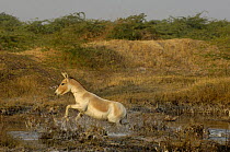 Asiatic Wild Ass / Kuhr (Equus hemionus khur) running through water, Rann of Kutch, Gujarat, SW India. Endangered