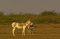 Asiatic Wild Ass / Kuhr (Equus hemionus khur) with foal, Rann of Kutch, Gujarat, SW India. Endangered