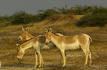 Asiatic Wild Ass / Kuhr (Equus hemionus khur) Rann of Kutch, Gujarat, SW India. Endangered